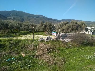 Arsa-Bağ & Bahçe
