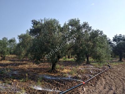 Arsa-Zeytinlik