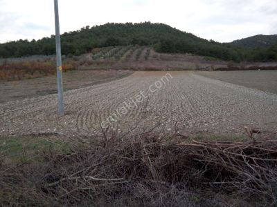 Arsa-Tarla