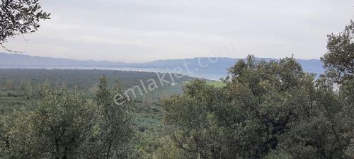 Arsa-Zeytinlik