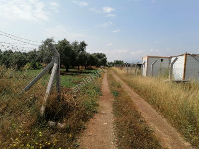 Arsa-Bağ & Bahçe