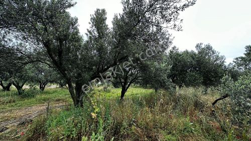 Arsa-Zeytinlik