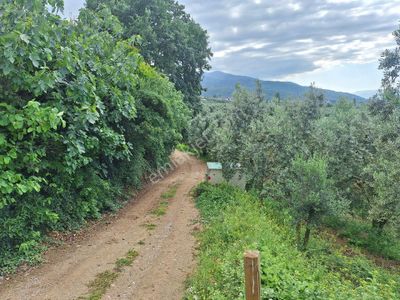 Arsa-Zeytinlik
