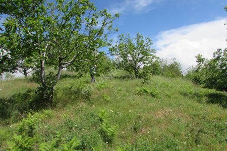 Arsa-Bağ & Bahçe