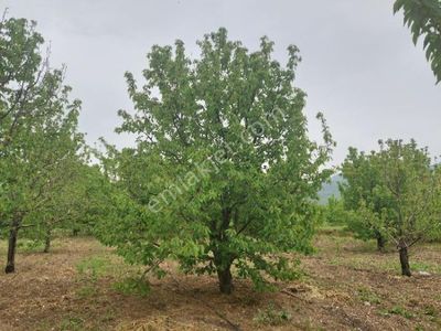 Arsa-Tarla