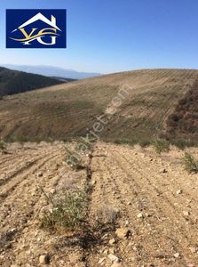 Arsa-Zeytinlik