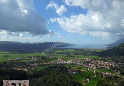 Arsa-Zeytinlik