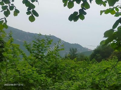 Arsa-Muhtelif Arsa