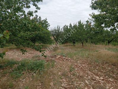 Arsa-Arazi
