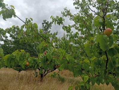Arsa-Arazi