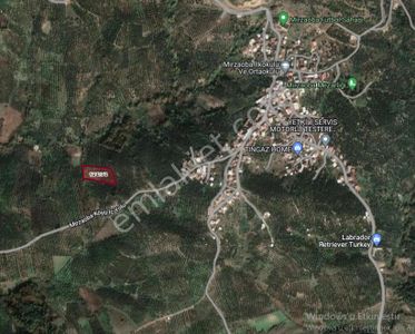 Arsa-Zeytinlik
