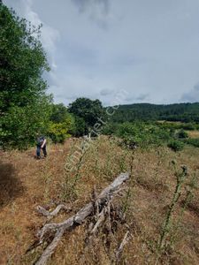 Arsa-Tarla
