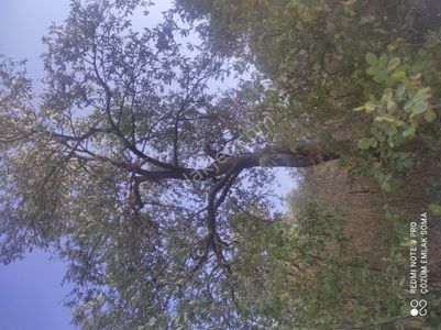 Arsa-Zeytinlik