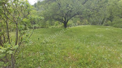 Arsa-Bağ & Bahçe
