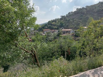 Arsa-Zeytinlik
