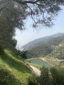 Arsa-Zeytinlik