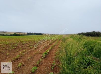 Arsa-Tarla