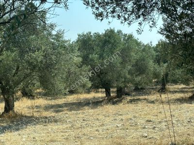 Arsa-Zeytinlik
