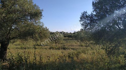 Arsa-Zeytinlik