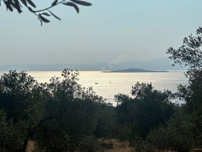Arsa-Zeytinlik