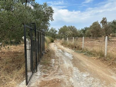 Arsa-Zeytinlik