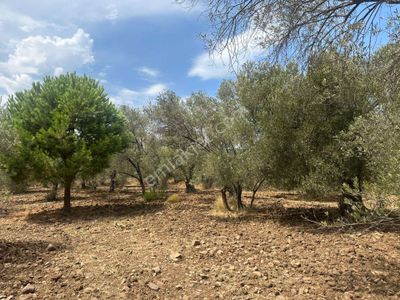 Arsa-Zeytinlik