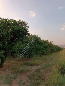 Arsa-Bağ & Bahçe