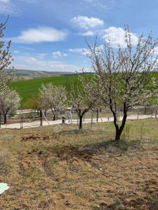 Arsa-Bağ & Bahçe