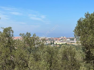 Arsa-Zeytinlik