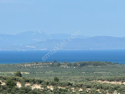 Arsa-Zeytinlik