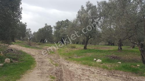 Arsa-Zeytinlik