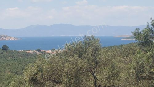 Arsa-Zeytinlik