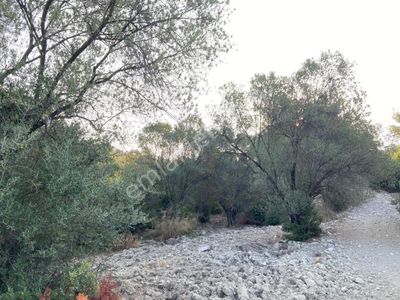 Arsa-Zeytinlik