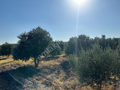 Arsa-Zeytinlik