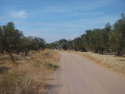Arsa-Zeytinlik