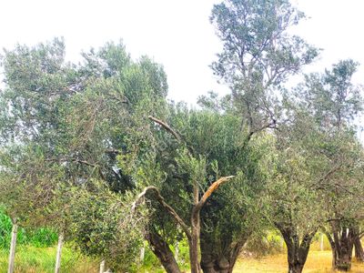 Arsa-Zeytinlik