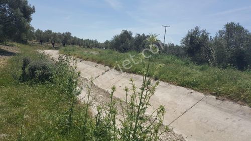 Arsa-Zeytinlik