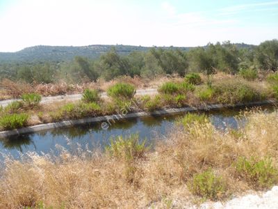 Arsa-Zeytinlik