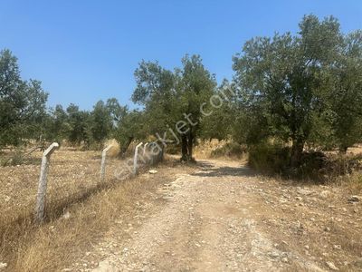 Arsa-Zeytinlik