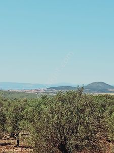 Arsa-Zeytinlik