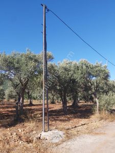 Arsa-Zeytinlik