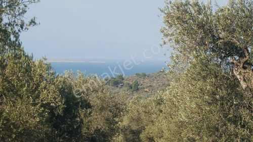 Arsa-Zeytinlik