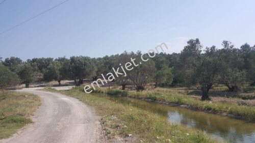 Arsa-Zeytinlik