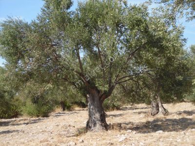 Arsa-Zeytinlik