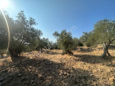 Arsa-Zeytinlik