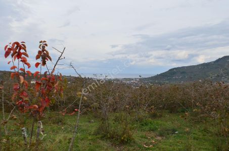Arsa-Bağ & Bahçe