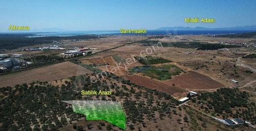 Arsa-Zeytinlik