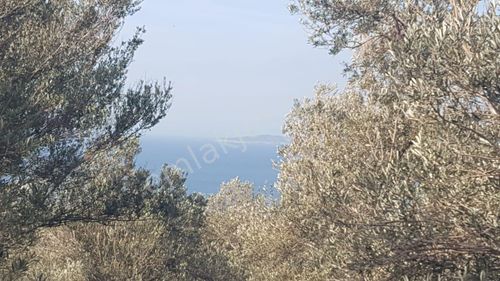 Arsa-Zeytinlik