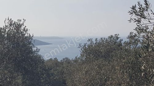 Arsa-Zeytinlik