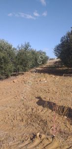 Arsa-Tarla